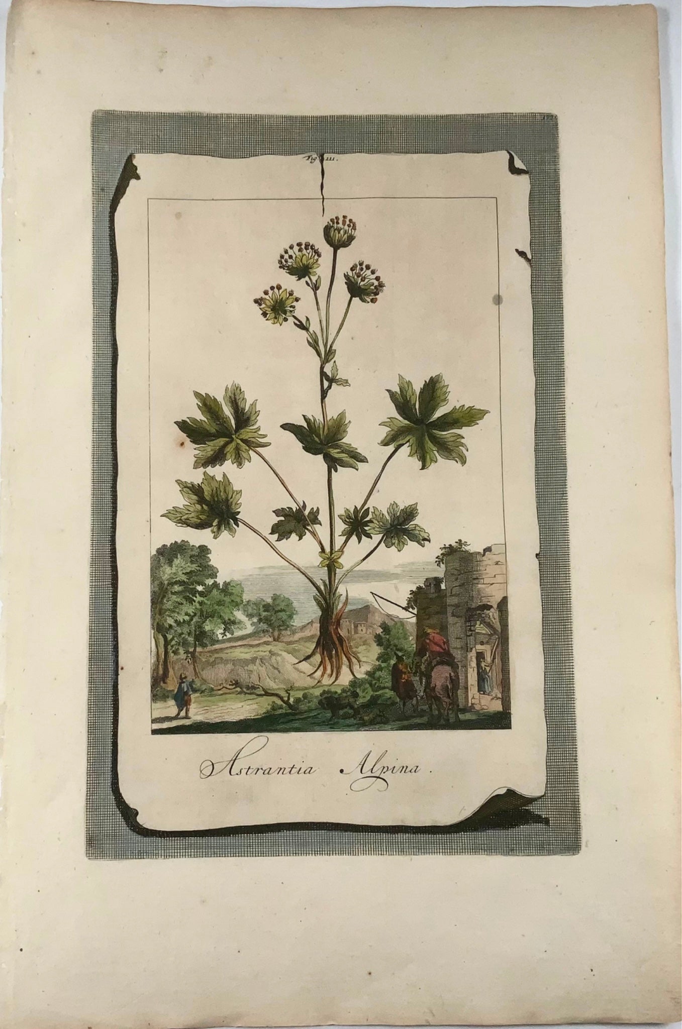 1696 Astrantia Alpina, grand folio, botanique, Abraham Munting, grand folio
