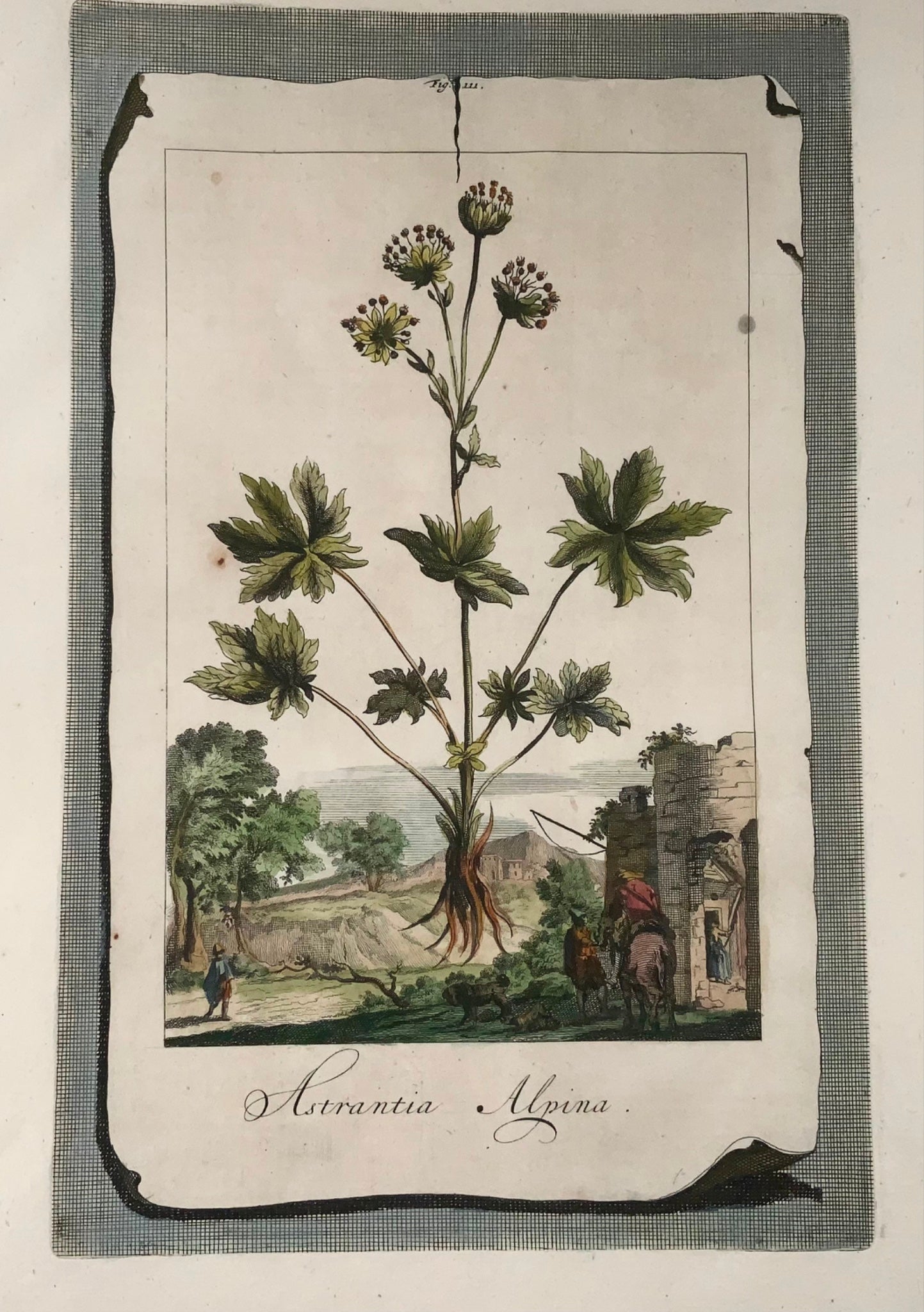 1696 Astrantia Alpina, grand folio, botanique, Abraham Munting, grand folio