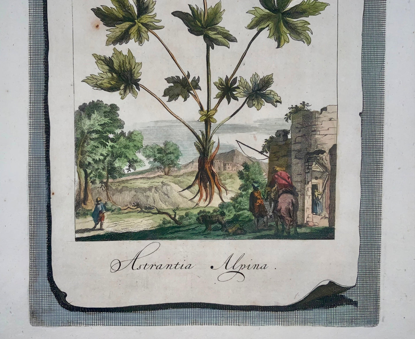 1696 Astrantia Alpina, large folio, botany, Abraham Munting, large folio