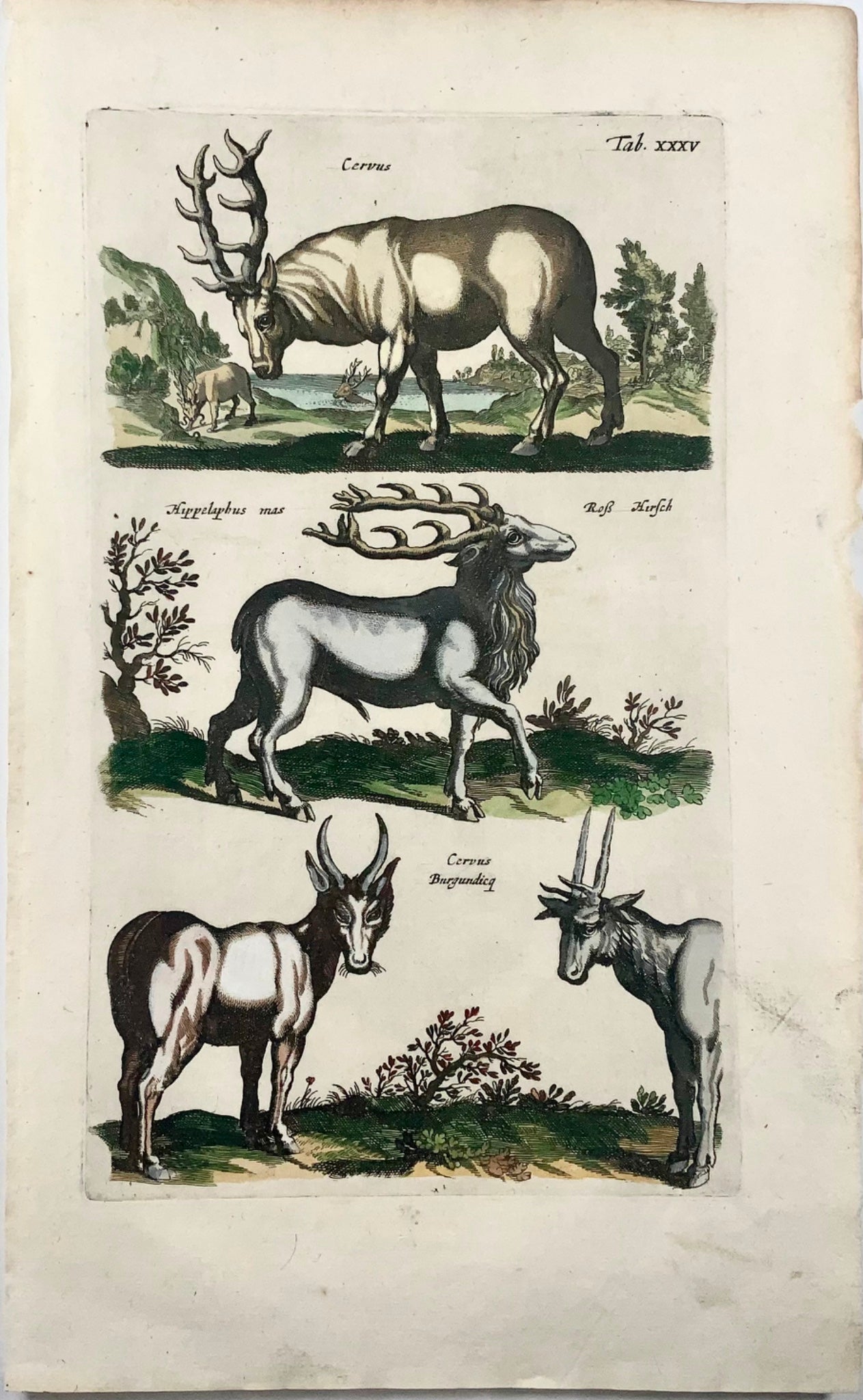1657 Cervus, deer Matt. Merian, folio, hand coloured engraving, mammals