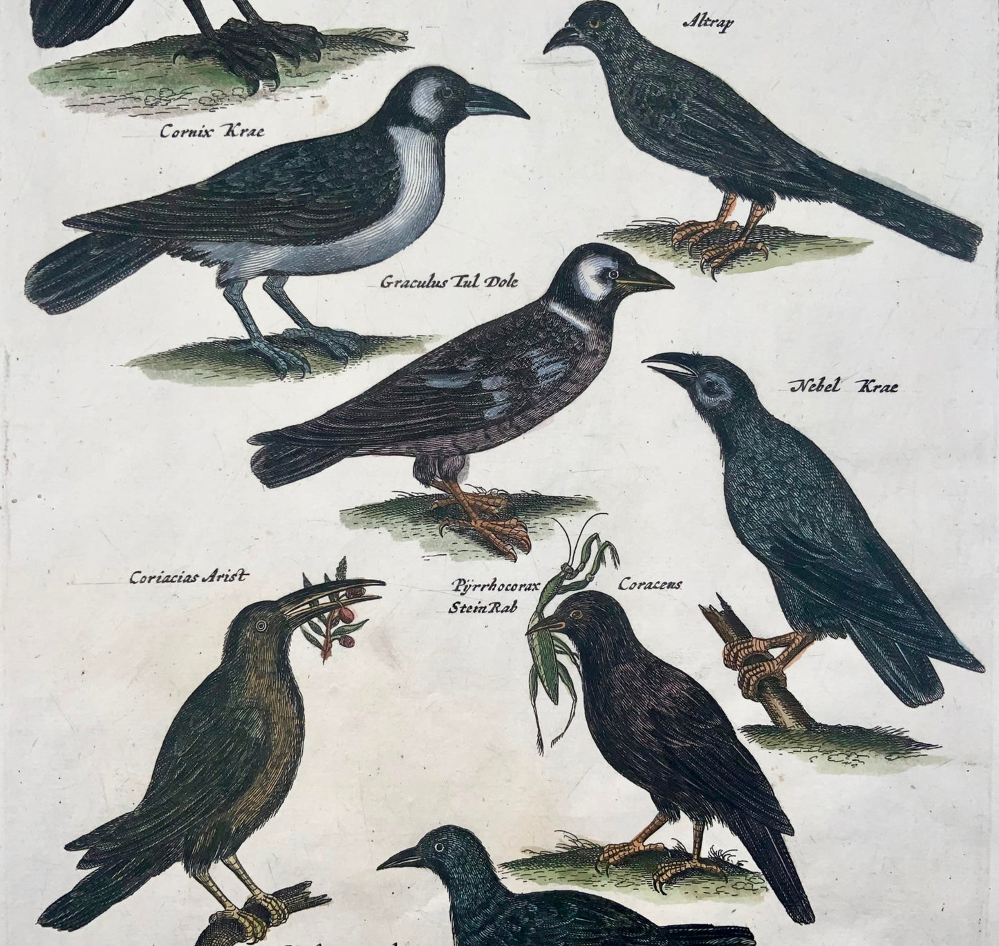 1657 Corbeau, corbeau, oiseaux Matt. Merian, in-folio, gravure coloriée à la main