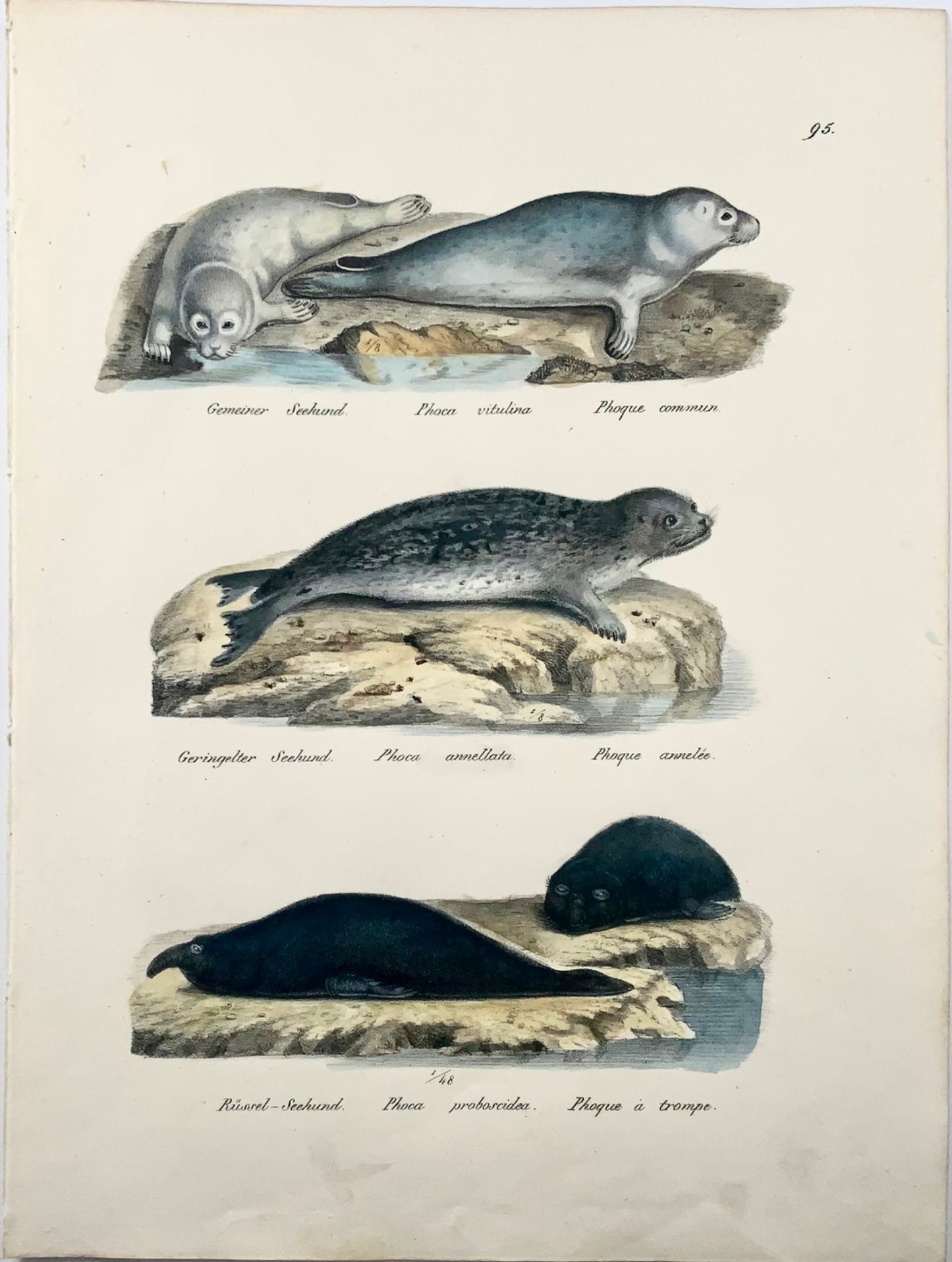 1824 Seals Phoca, Mammals, K.J. Brodtmann hand colored FOLIO lithograph