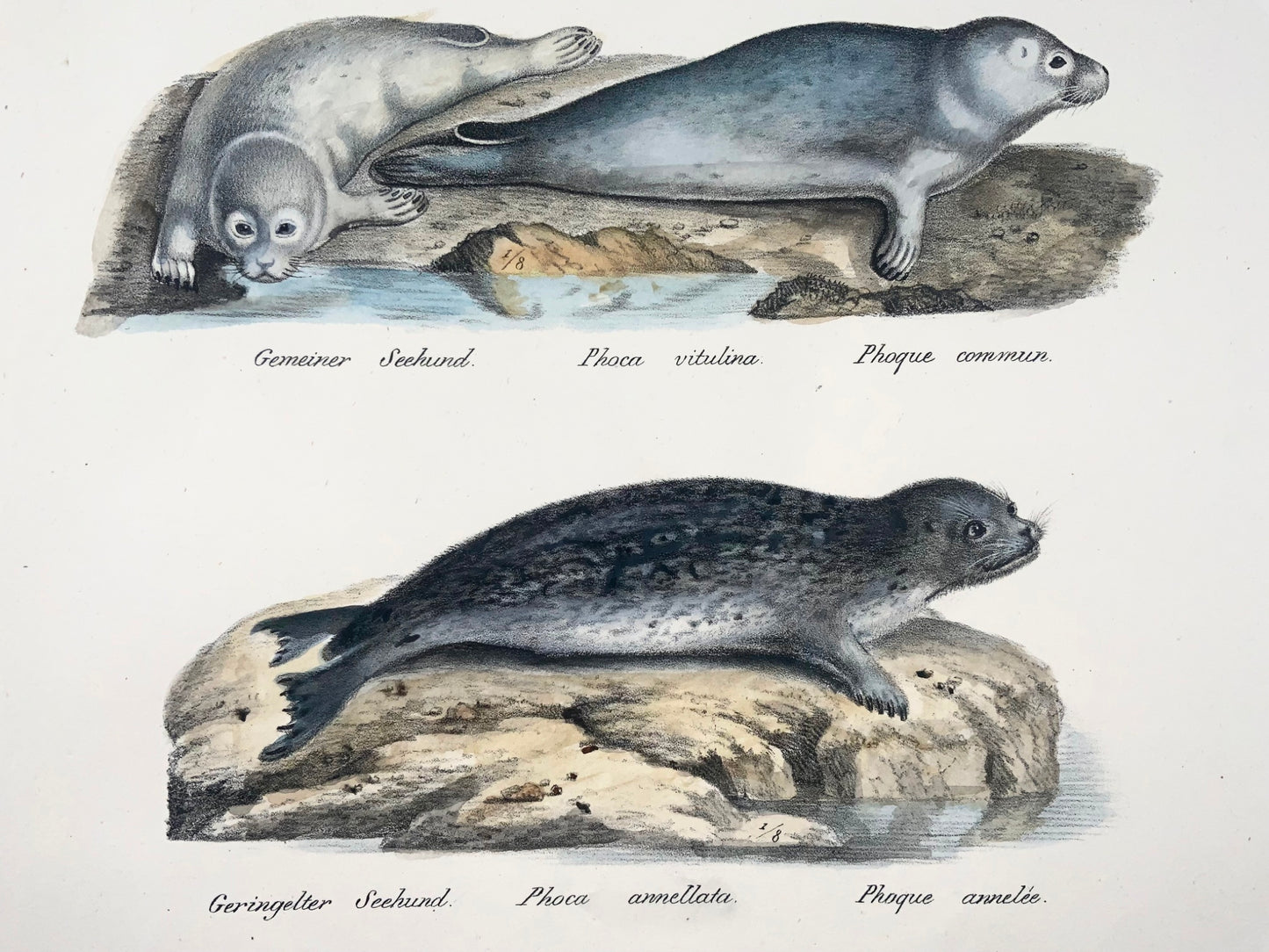 1824 Seals Phoca, Mammals, K.J. Brodtmann hand colored FOLIO lithograph