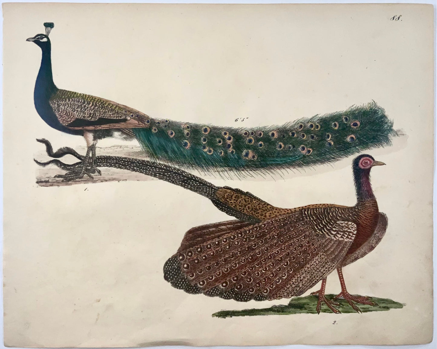 1819 Peacock, ornithology, Strack, chalk lithograph, hand color