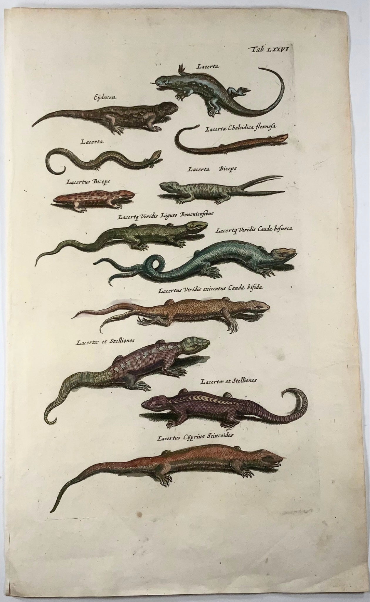 1657 Lézards, Scinques, Lacertus, Matt Merian, folio, gravure coloriée à la main