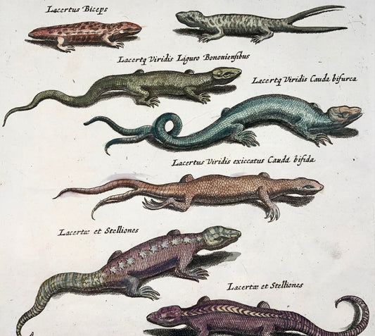 1657 Lizards, Skinks, Lacertus, Matt Merian, folio, hand coloured engraving