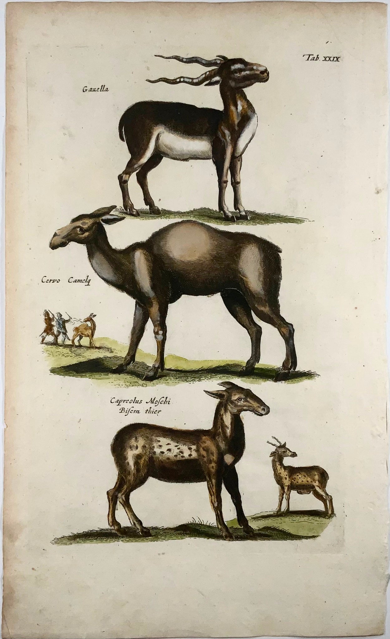 1657 Cervus, Deer, Gazelle, Matt Merian, folio, hand coloured engraving, mammals