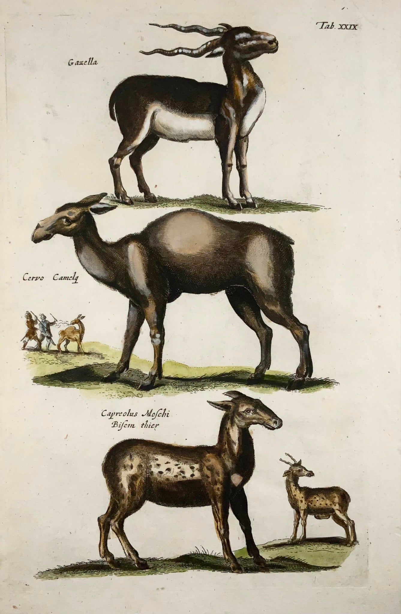 1657 Cervus, Deer, Gazelle, Matt Merian, folio, hand coloured engraving, mammals