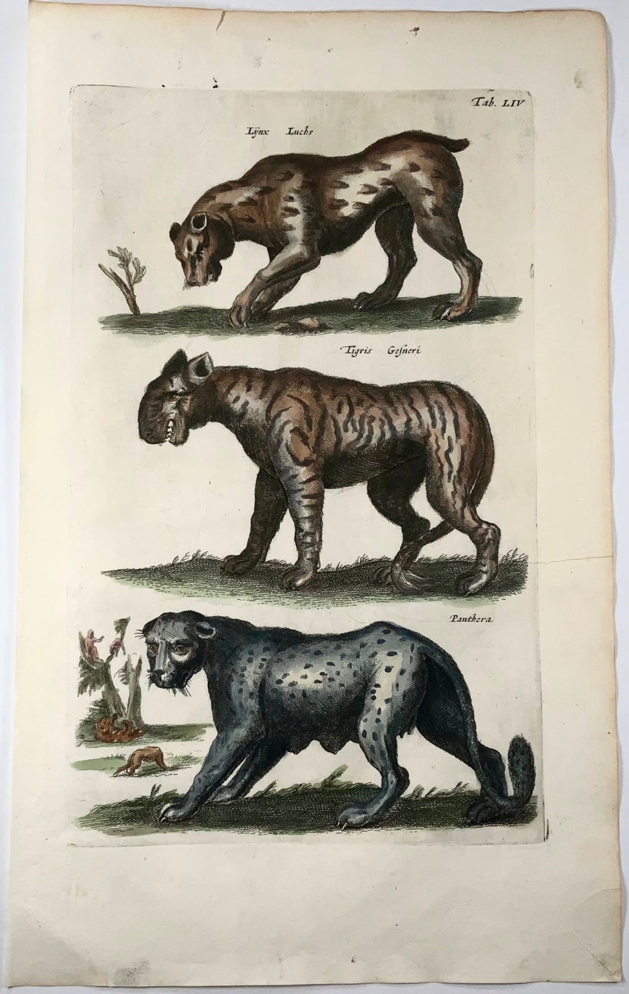 1657 Léopard, Panthère, Tigre, Matt. Merian, gravure coloriée in-folio, mammifères 