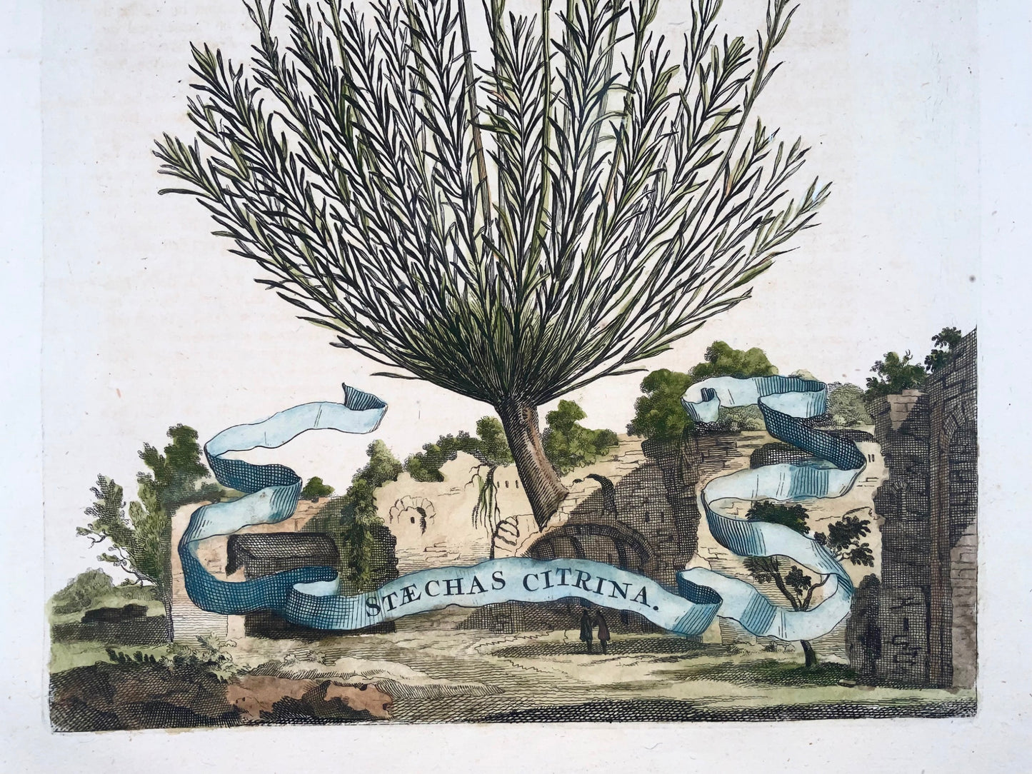 1696 Stachys Citrina, grand folio, botanique, Abraham Munting, grand folio