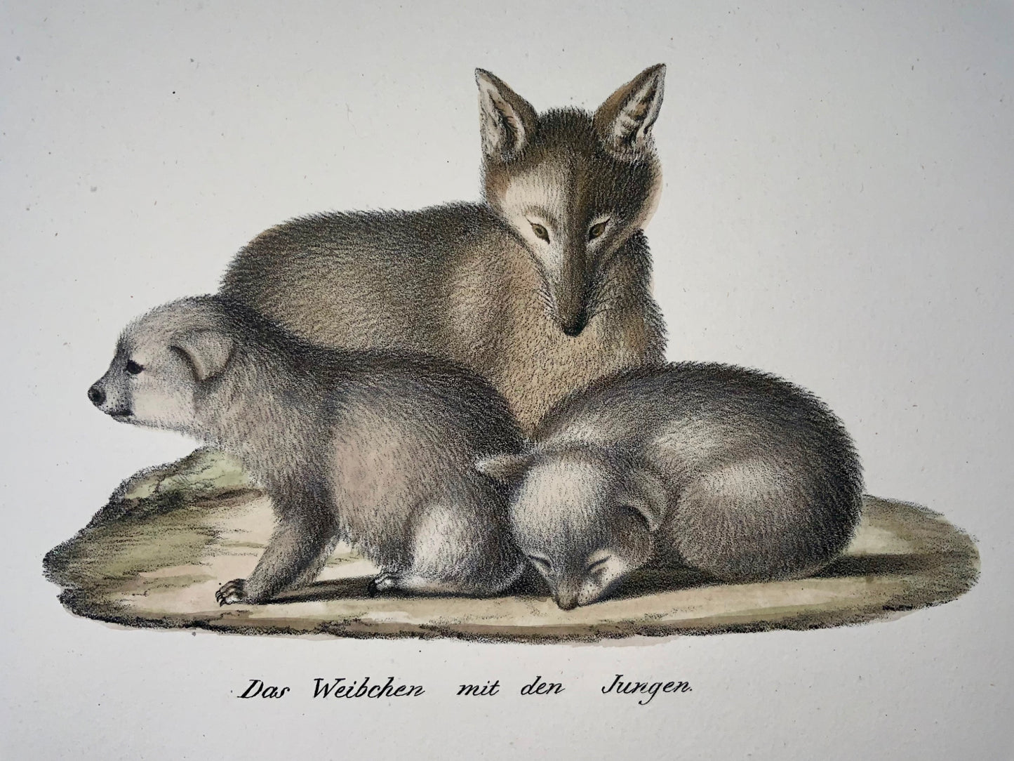 1824 Jackals, mammals, K.J. Brodtmann hand colored, folio lithograph