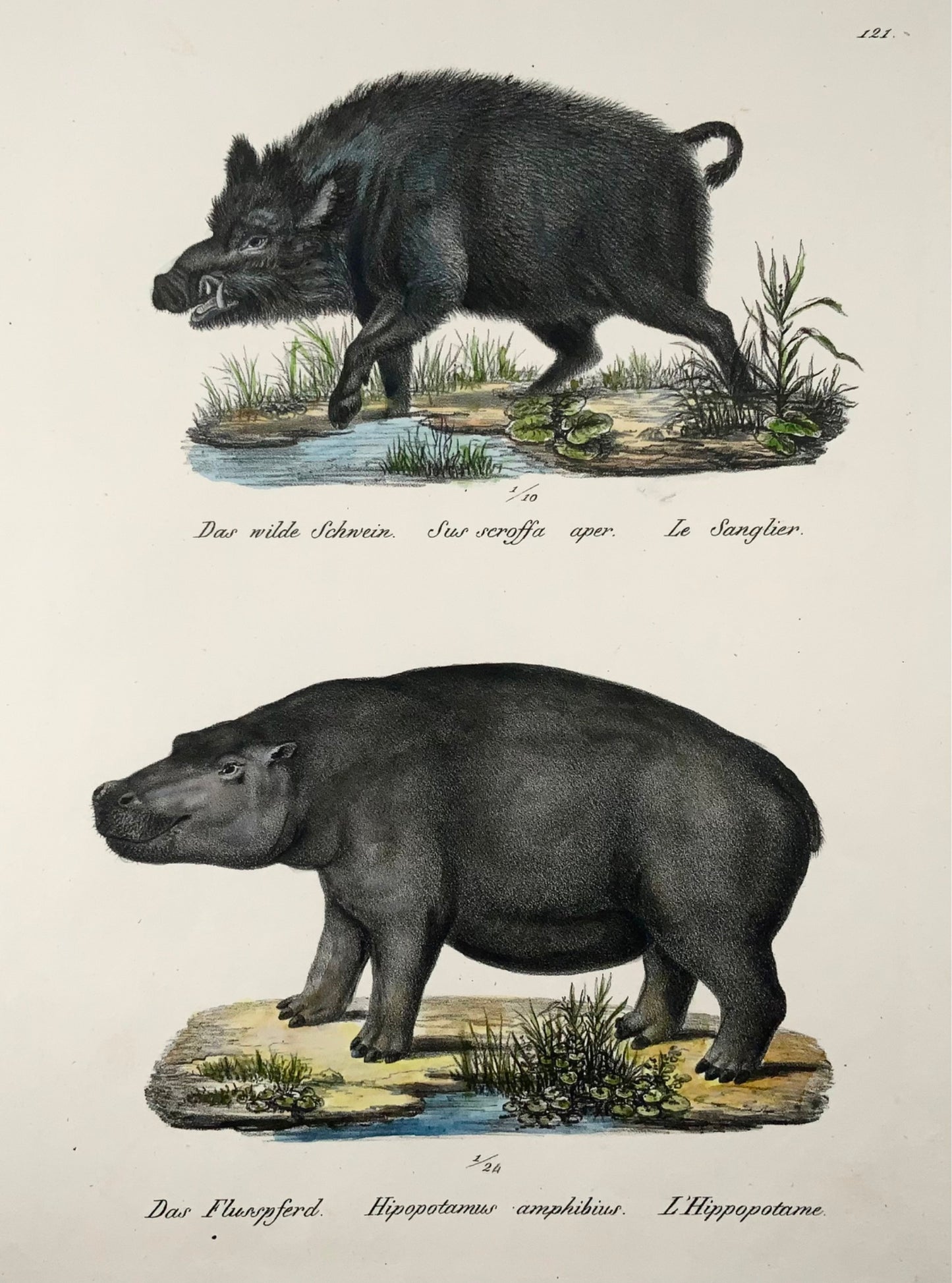 1824 Hippopotamus, Boer, mammals, K.J. Brodtmann hand colored, folio lithograph