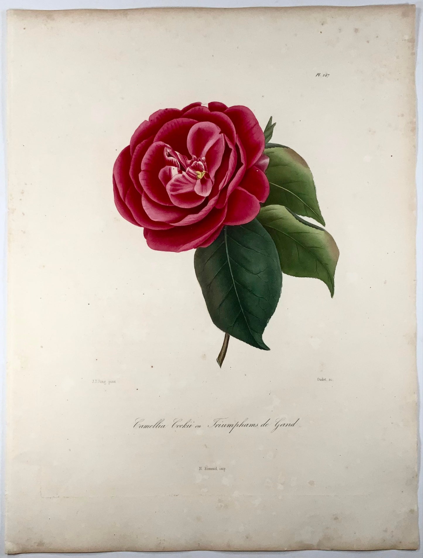 1841 Camellia Cockii, botanique, dessiné par JJ Jung, gravé par Oudet, Berlèse