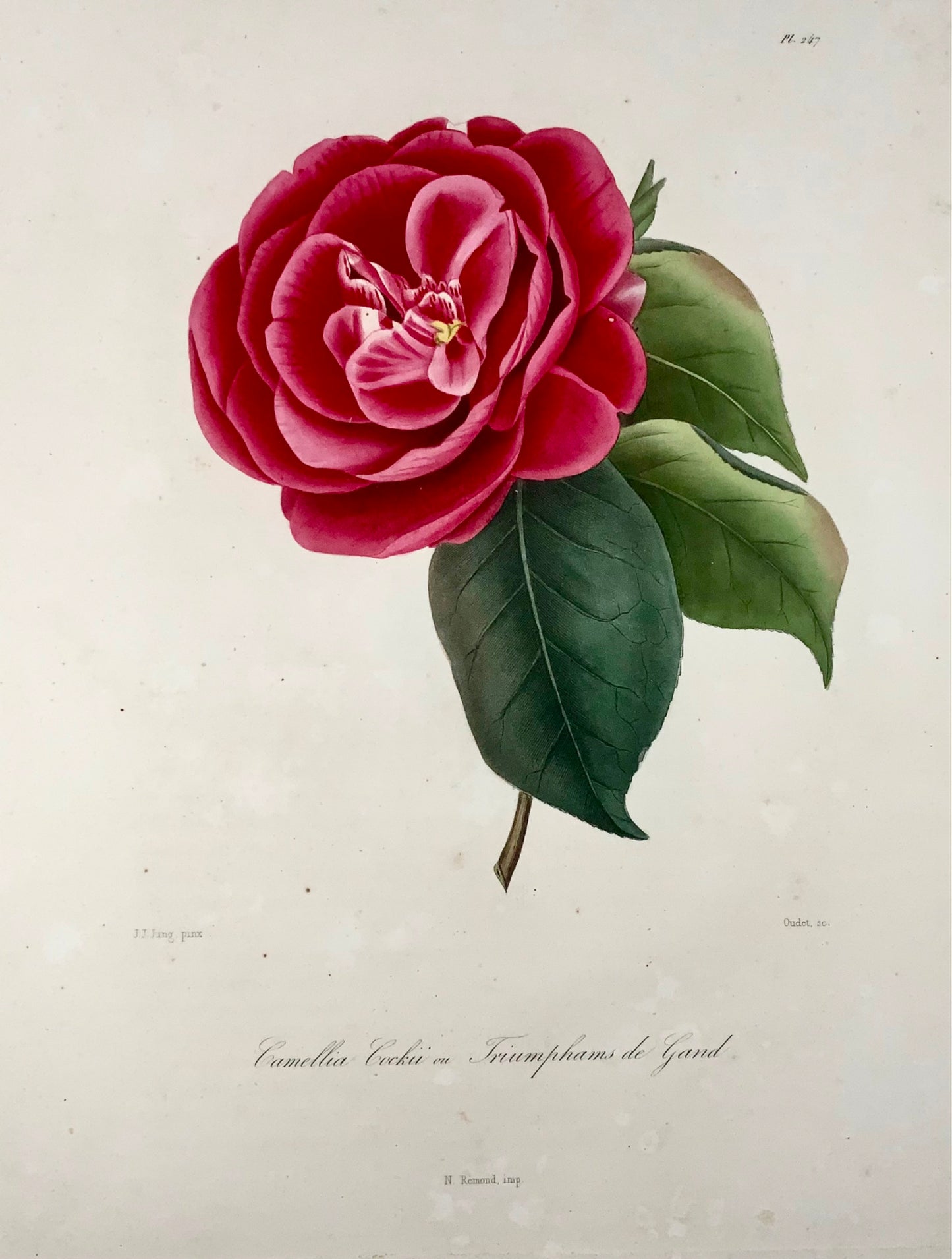 1841 Camellia Cockii, botany, drawn by J J Jung, engraved by Oudet, Berlèse