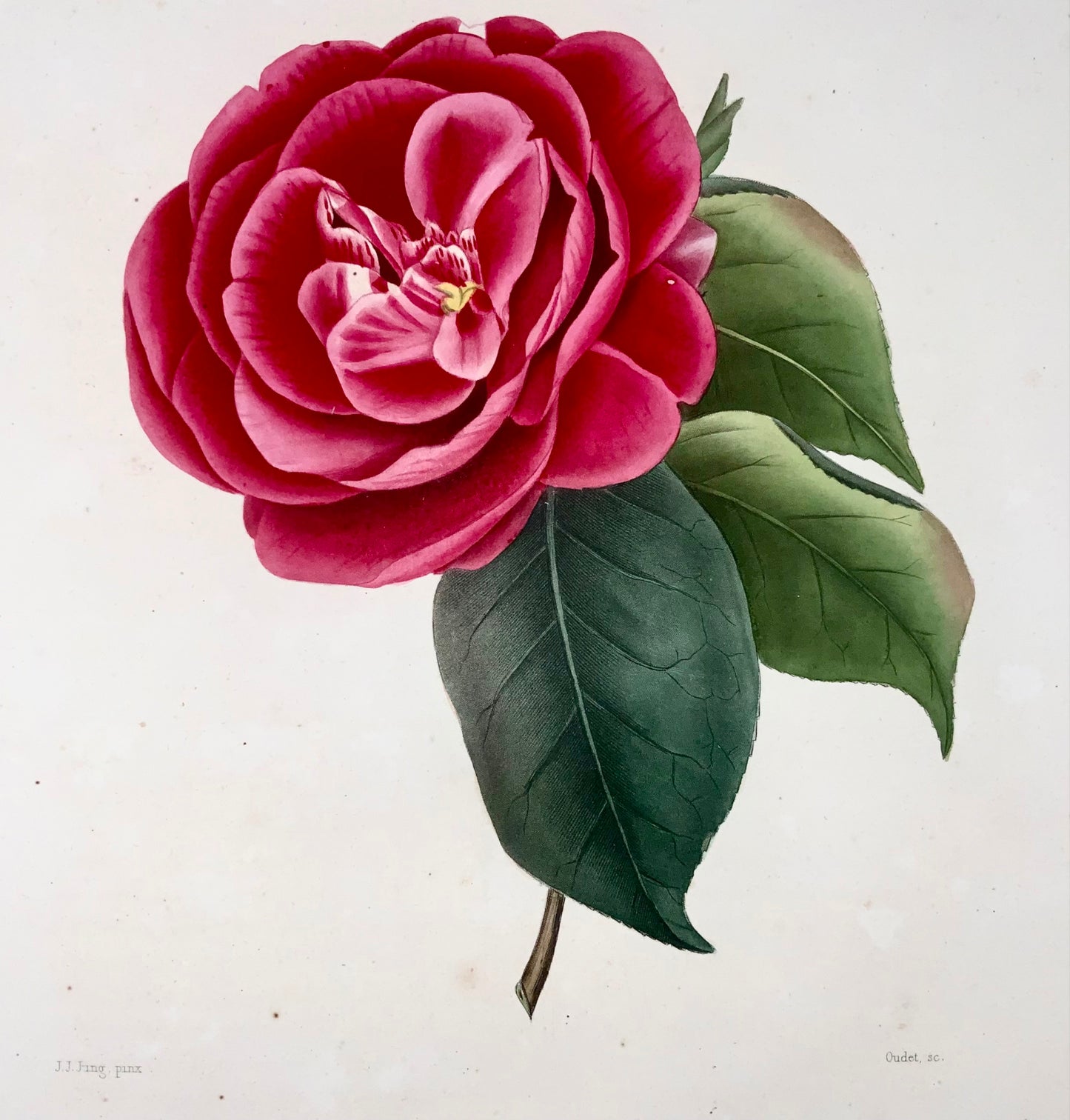 1841 Camellia Cockii, botanique, dessiné par JJ Jung, gravé par Oudet, Berlèse