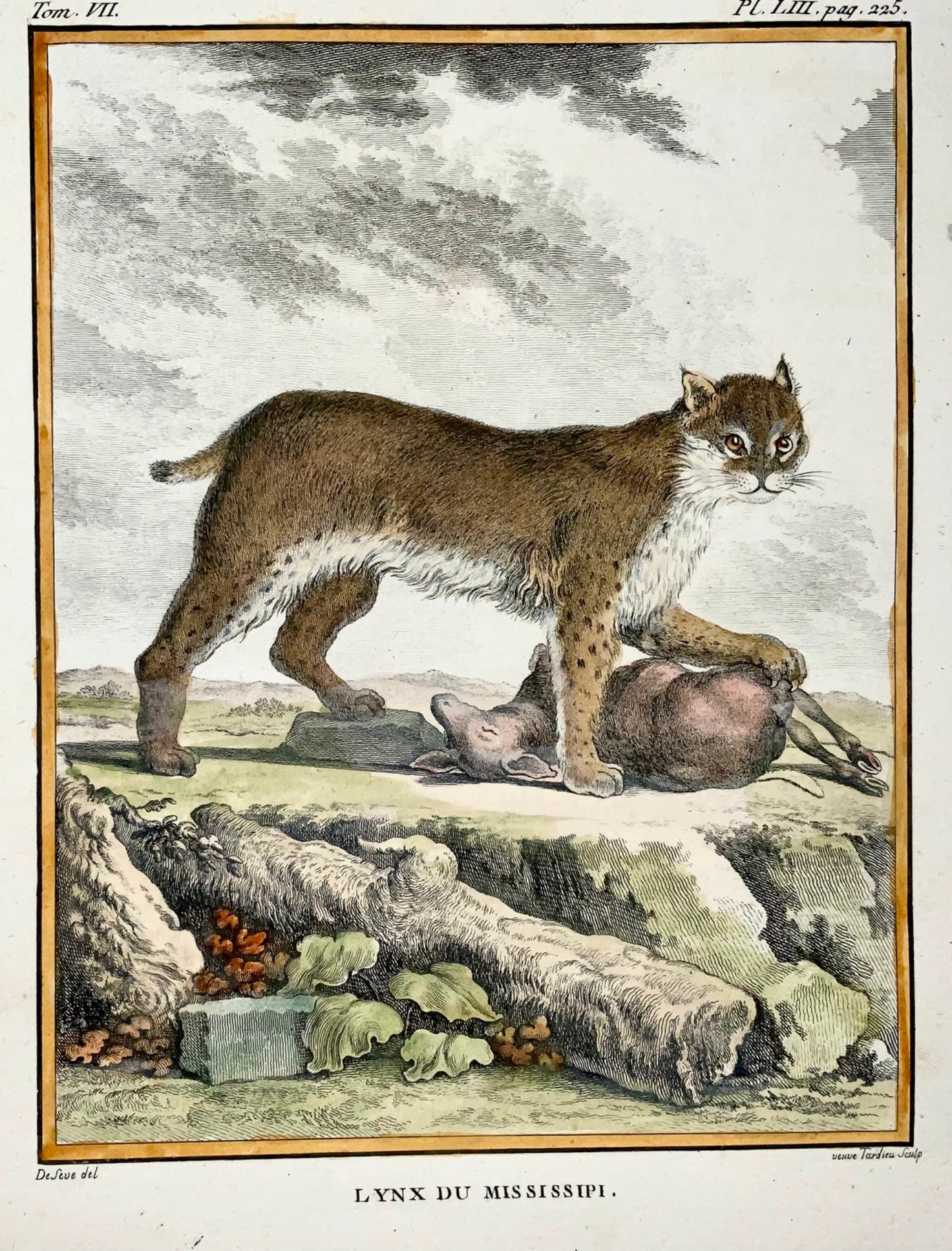 1779 Lynx du Mississippi ; J. de Sève, mammifère, gravure in-4 coloriée à la main