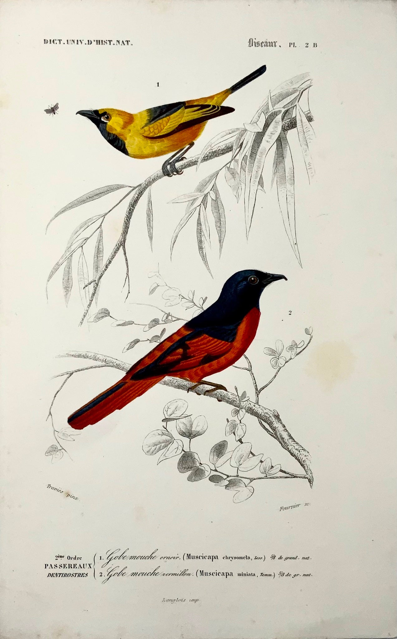 1840 Moucherolles, ornithologie, Éd. Travies, couleur originale de la main