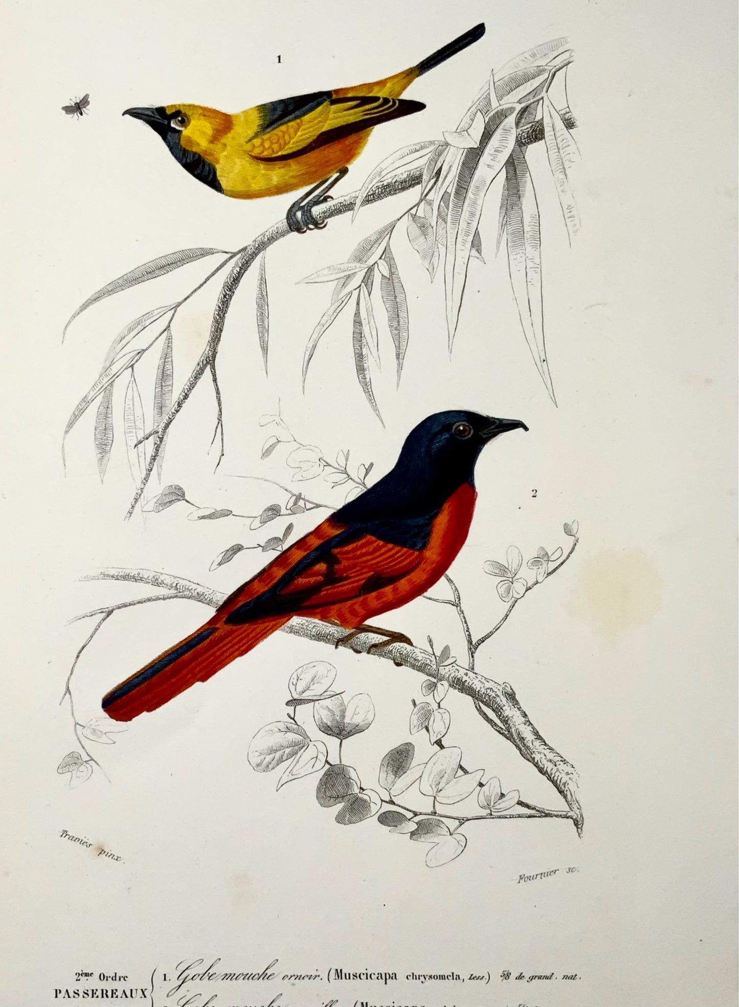 1840 Moucherolles, ornithologie, Éd. Travies, couleur originale de la main