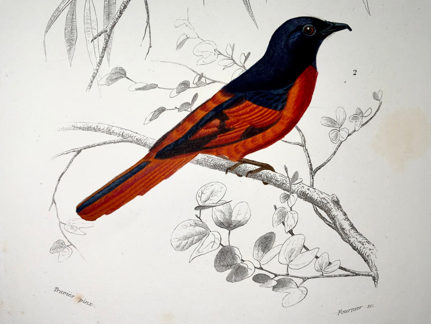 1840 Moucherolles, ornithologie, Éd. Travies, couleur originale de la main