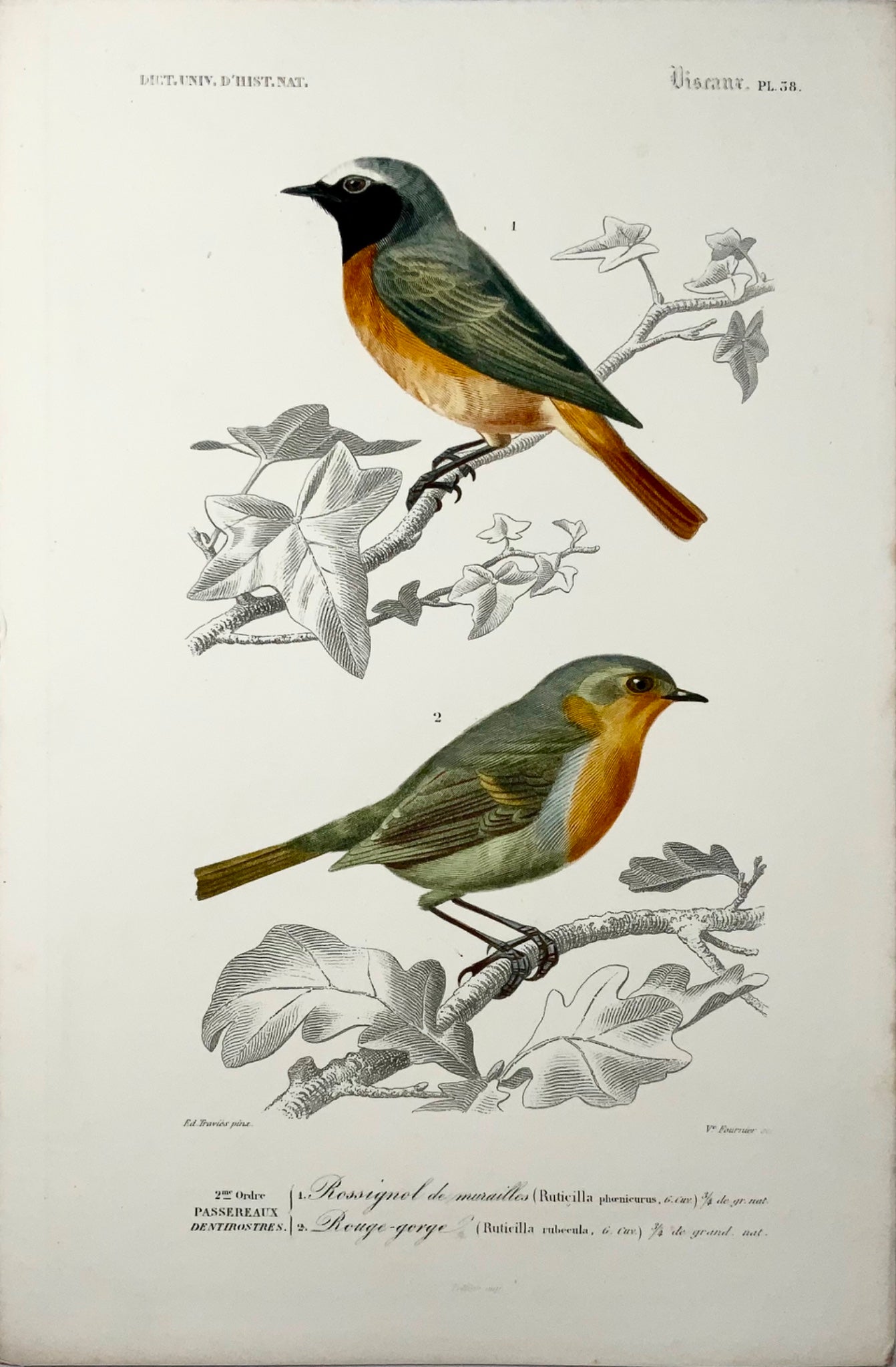 1840 Rossignols, ornithologie, Éd. Travies, couleur originale de la main