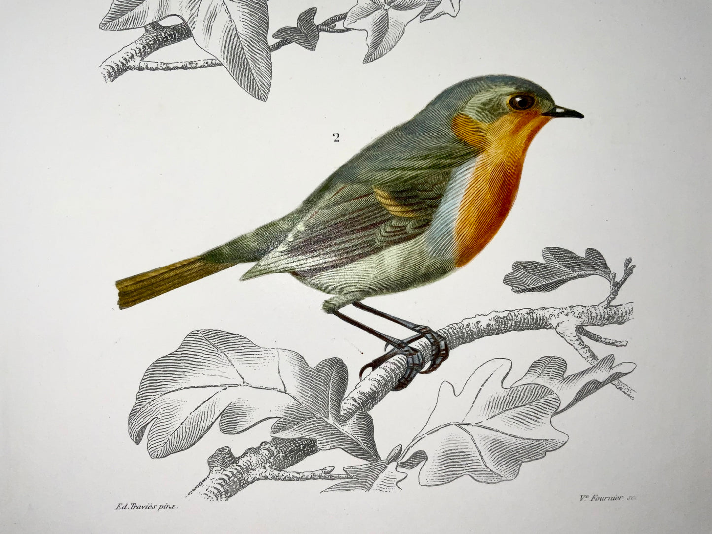 1840 Rossignols, ornithologie, Éd. Travies, couleur originale de la main