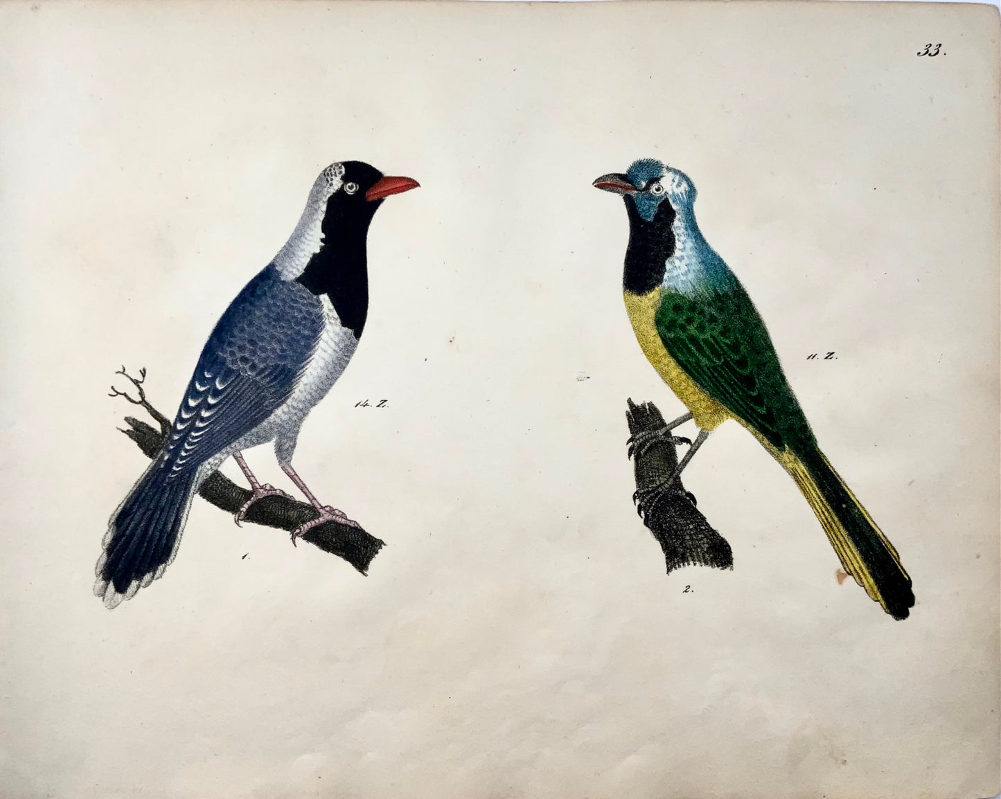 1819 Bulbuls, ornithologie, Strack, lithographie à la craie, couleur à la main