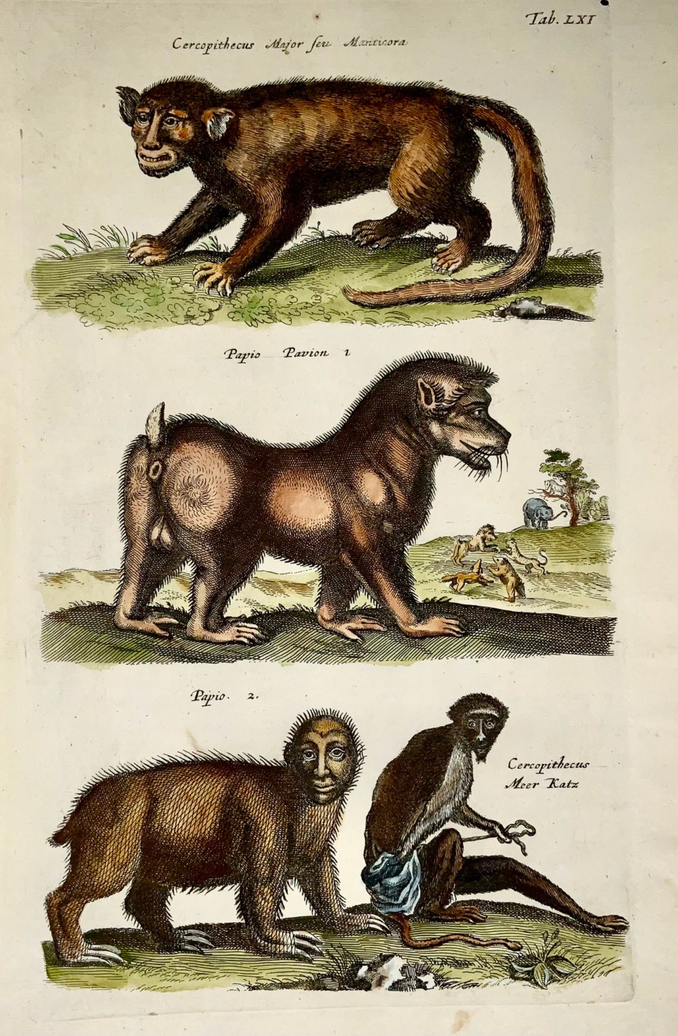 1657 Baboons, Mythical creatures, Matt Merian, folio, hand coloured, mammals
