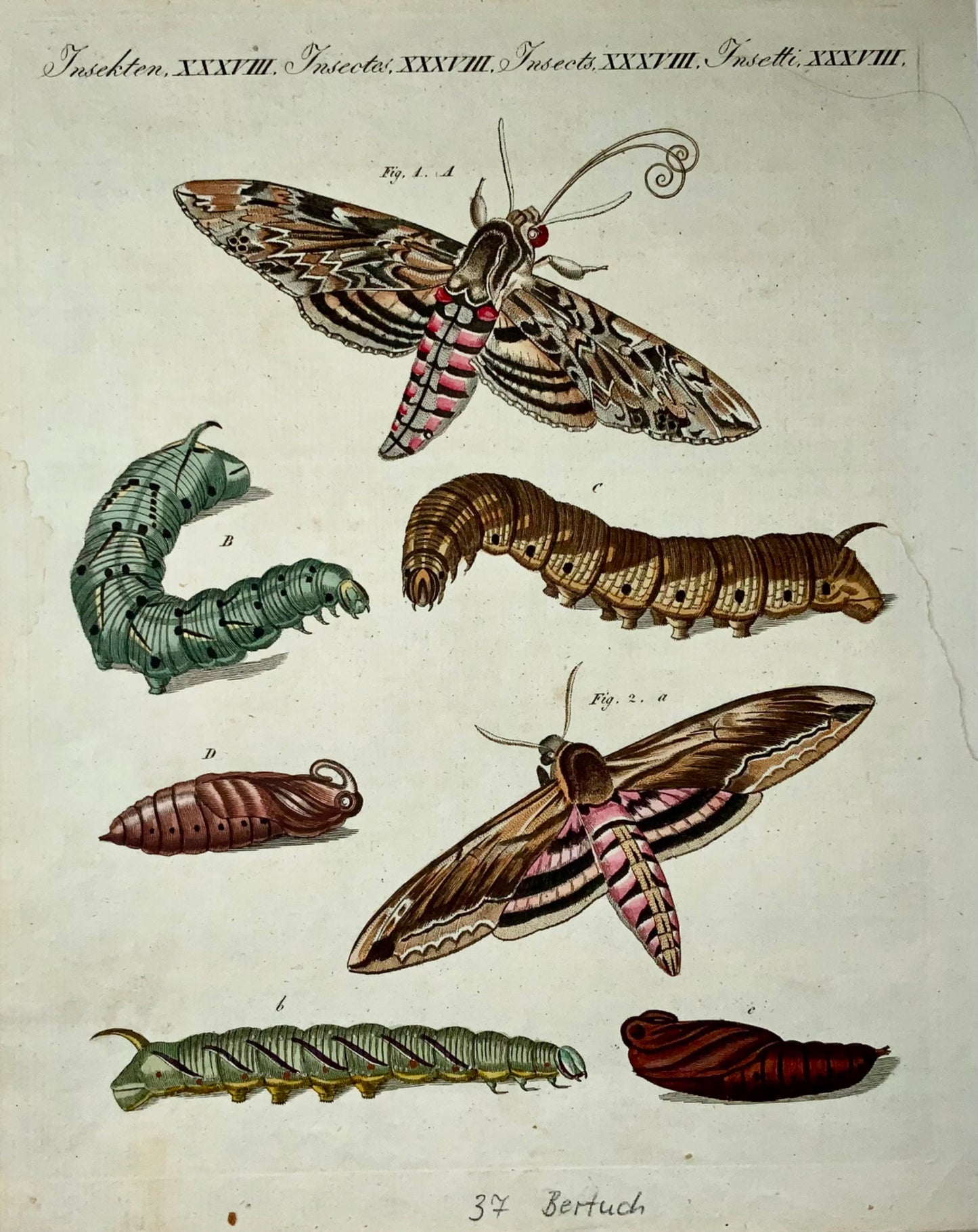 1790 Sphinx Moth, Papillons, FJ Bertuch, gravure colorée à la main 4to