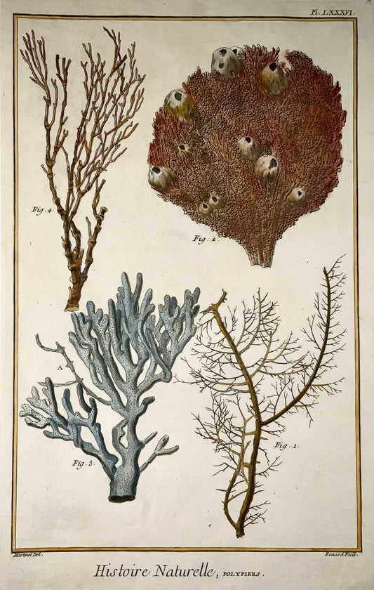 1751 Coral, Polypiers, Martinet, marine life, hand coloured, 39 cm