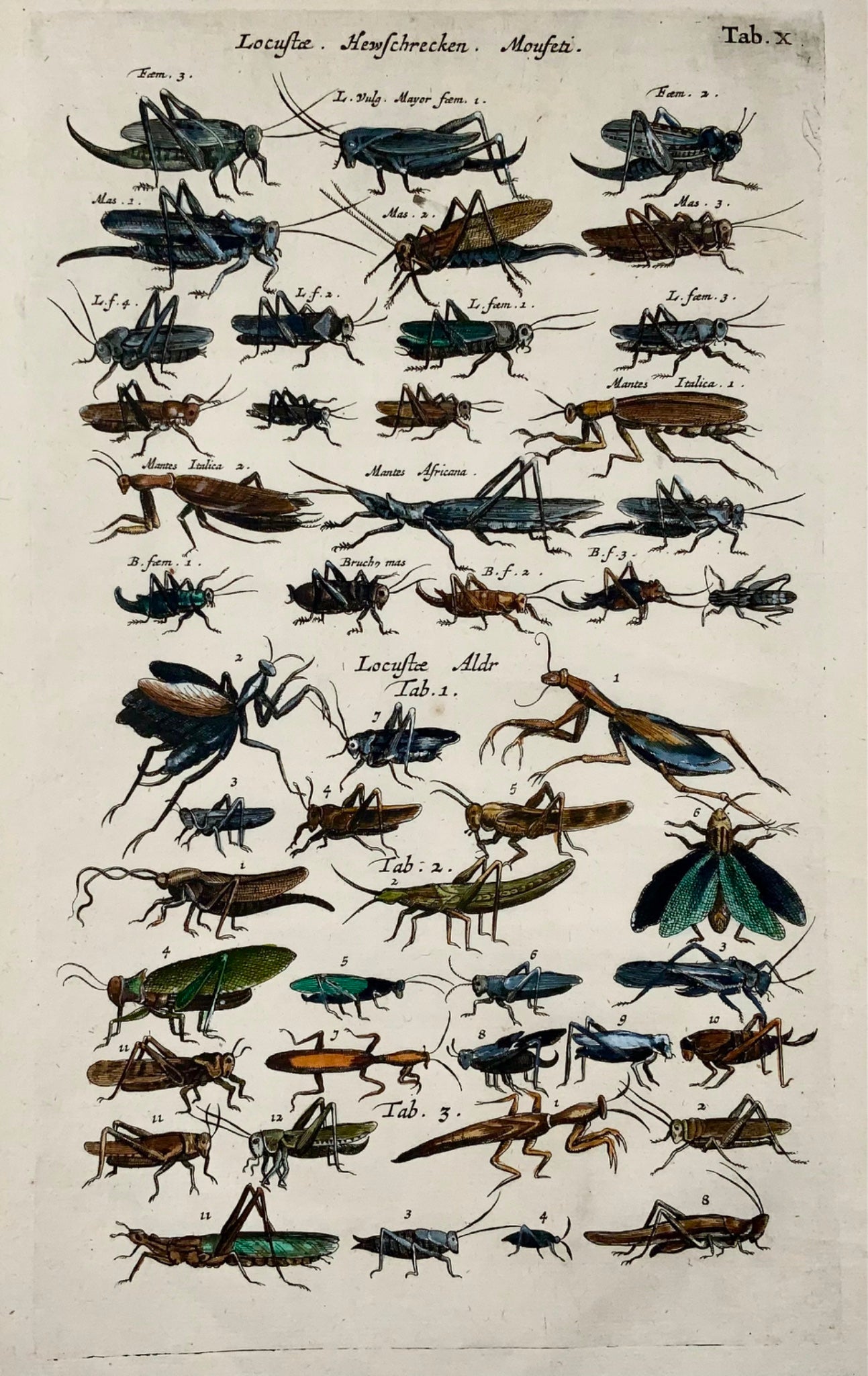 1657 Grasshoppers, Locusts, insects, Matt Merian, folio, hand coloured