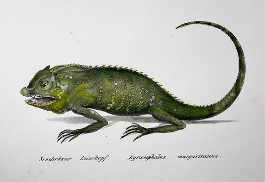 1833 HR Schinz (b1777), lézard des forêts, lithographie sur pierre colorée à la main, reptile
