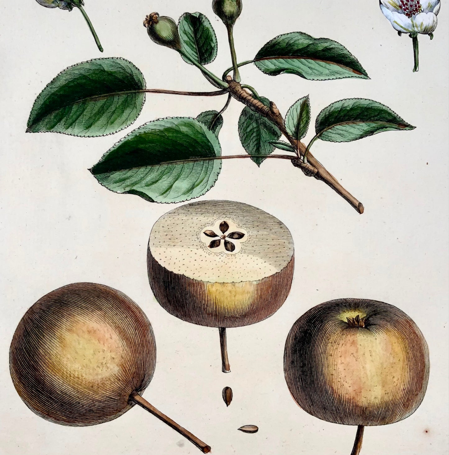 1768 Pear, fruit, Duhamel du Monceau, large quarto, hand colour,