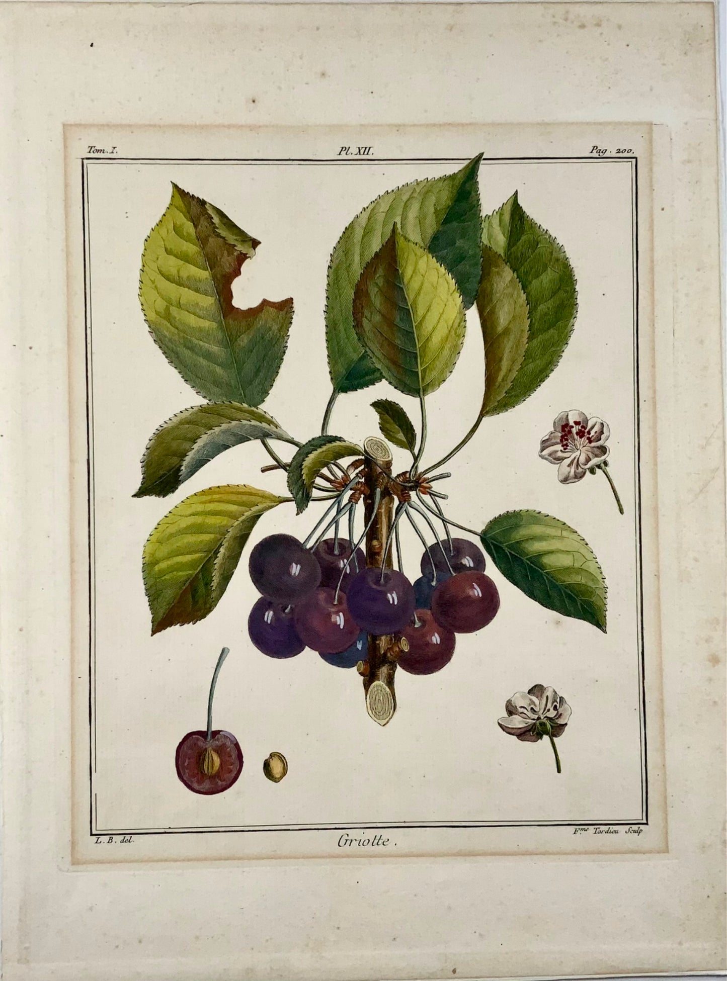 1768 Cherries, Duhamel du Monceau, large quarto, fruit, hand colour,