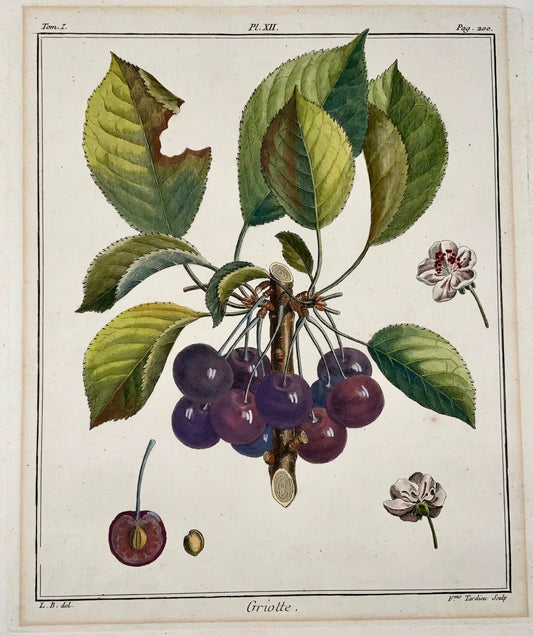 1768 Cherries, Duhamel du Monceau, large quarto, fruit, hand colour,