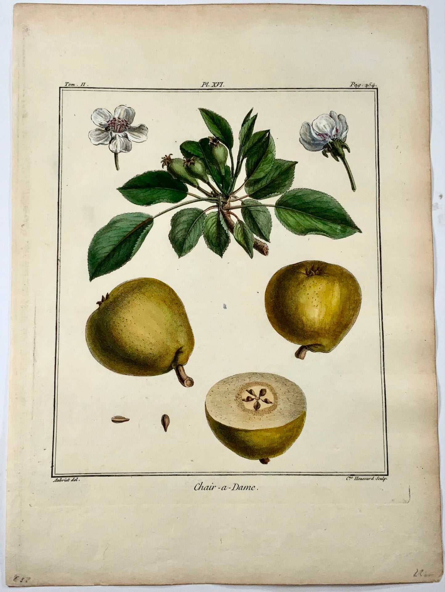 1768 Pear, Clair-Dame, fruit, Duhamel du Monceau, large quarto, hand colour,