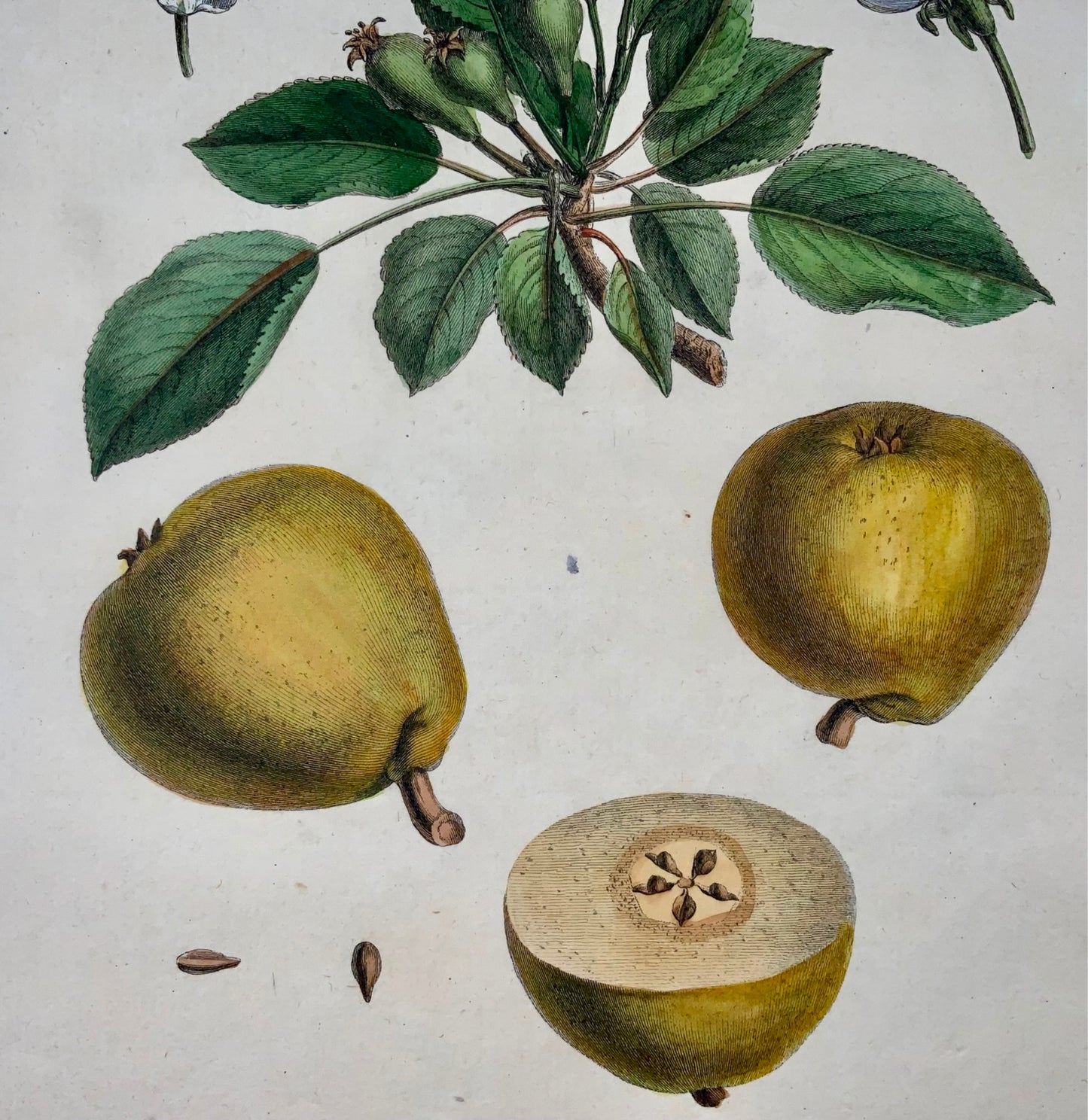 1768 Pear, Clair-Dame, fruit, Duhamel du Monceau, large quarto, hand colour,