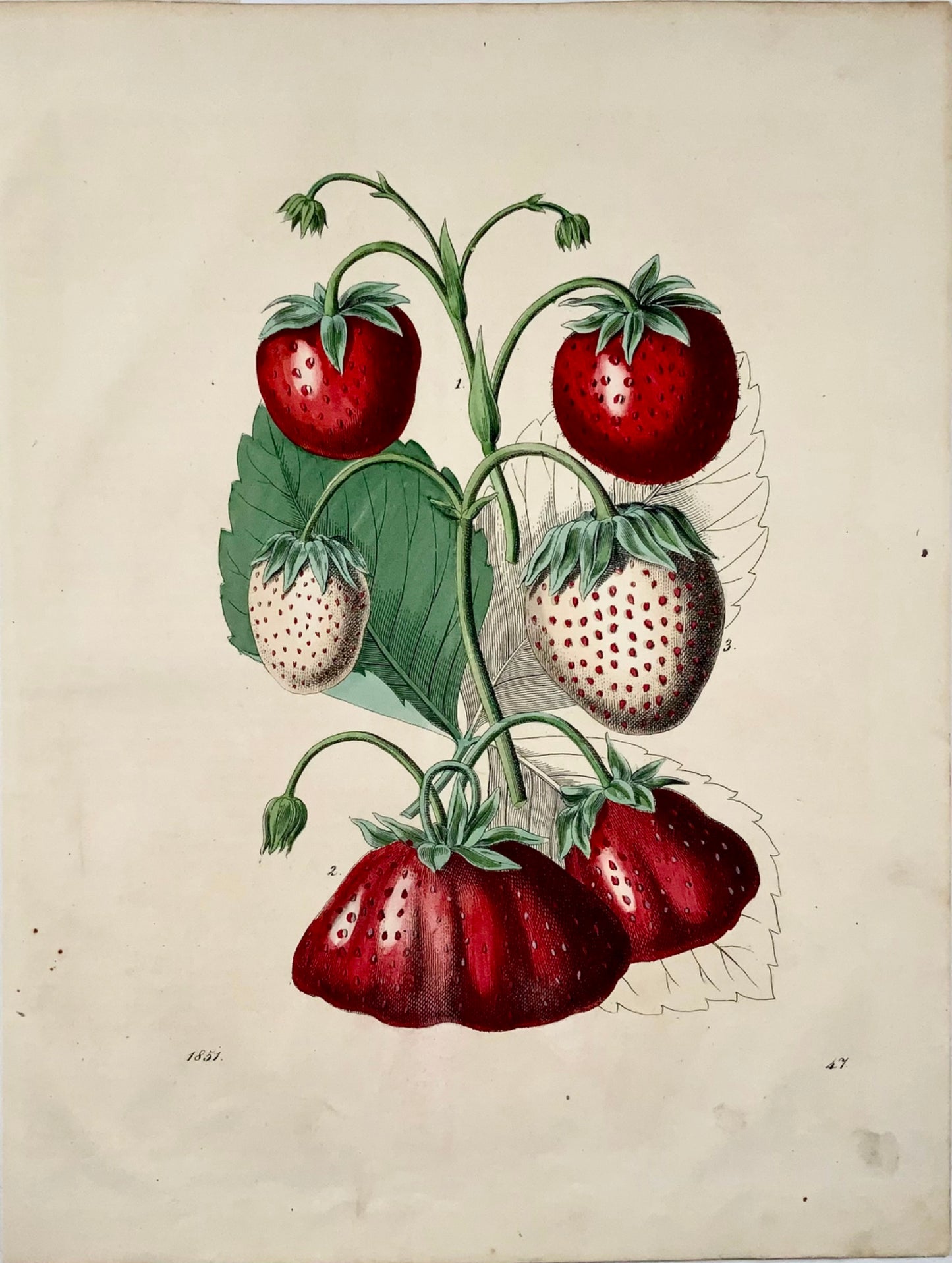 1851 Strawberries, fine hand coloured 4to lithograph, fruit