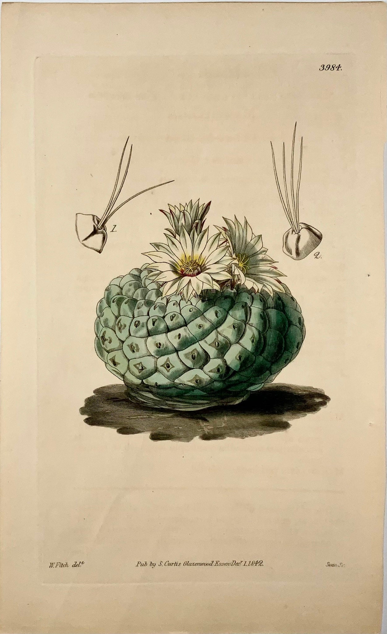 1817 Cactus mexicain, Fitch Curtis, coloré à la main, botanique