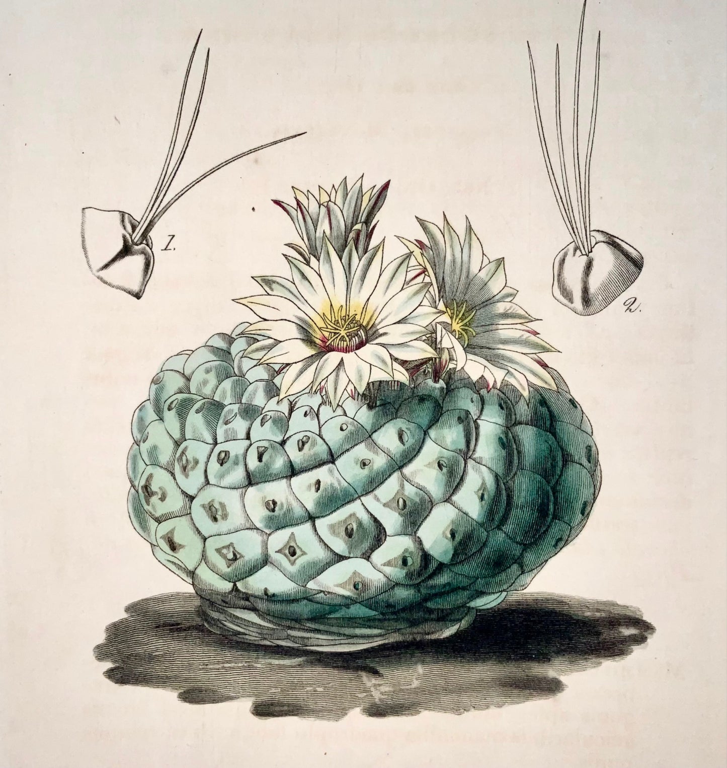 1817 Mexican Cactus, Fitch Curtis, hand coloured, botany