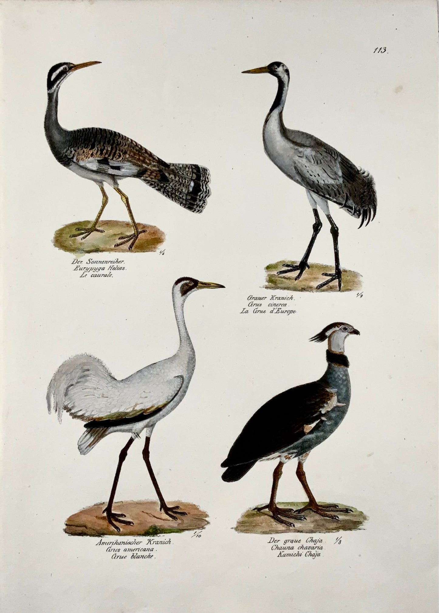 1830 Grues, Ornithologie Brodtmann lithographie folio colorée à la main