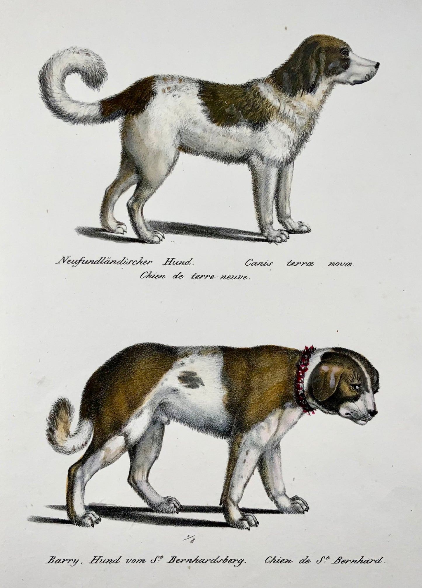 1824 Races de chiens, St. Bernhard, Terre-Neuve, Brodtmann, coloriée à la main, folio, mammifère