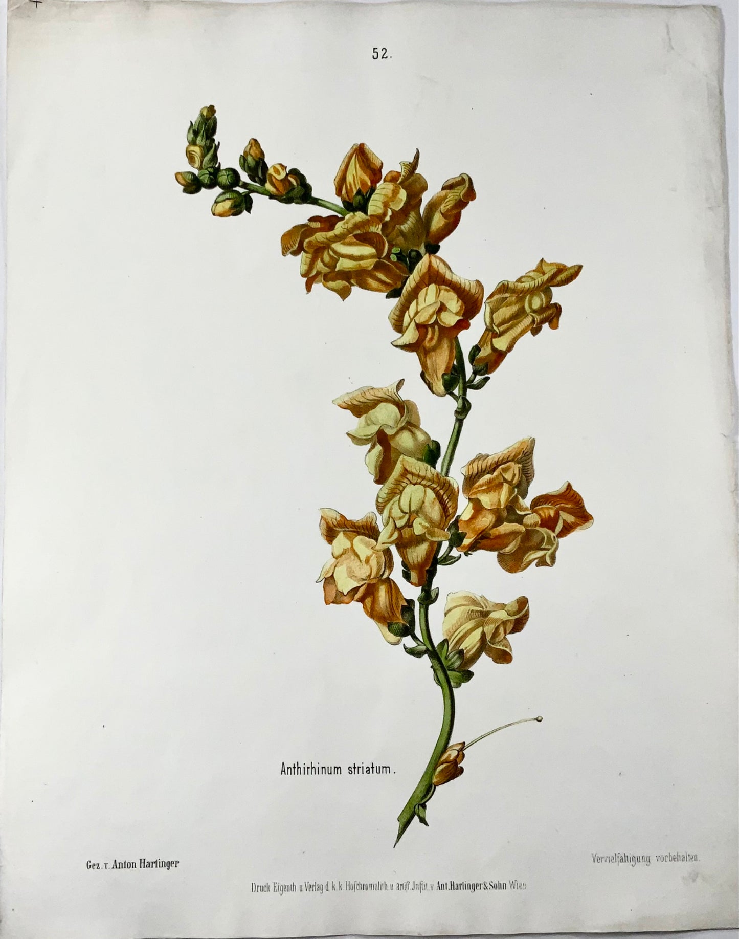1860 c Snapdragon, Anton Hartinger (b1806), stone lithograph hand colour, folio, botany