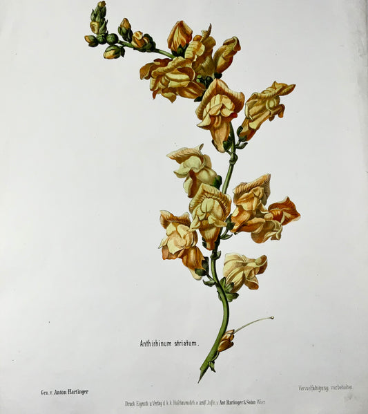 1860 c Snapdragon, Anton Hartinger (b1806), stone lithograph hand colour, folio, botany