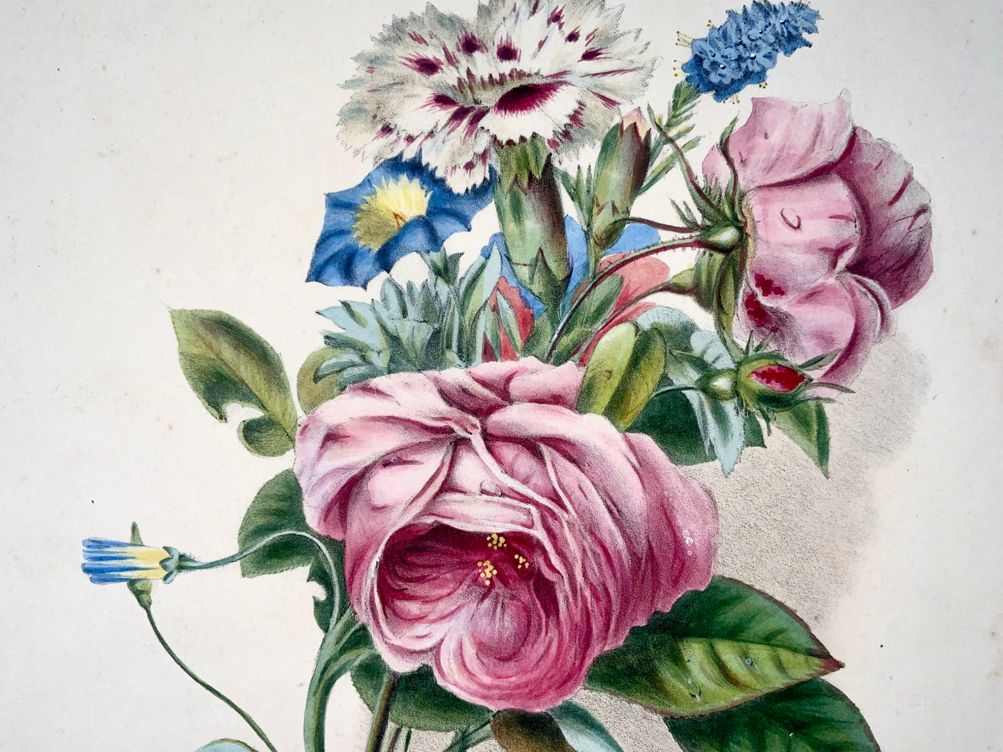 1830 Bouquet of flowers, botany, after Holland, 35.5 cm, original hand colour