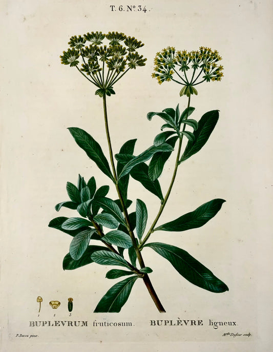 1801 Bupleurum, botany, Bessa, Dufour, folio stipple engraving, hand finish