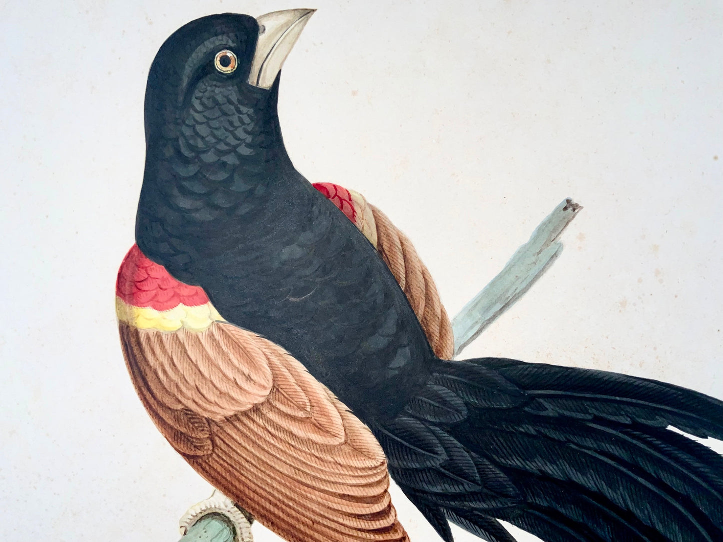 1790 ca Giuseppe Troni (1739-1810), Oiseau du Paradis, gouache grand format, oiseau