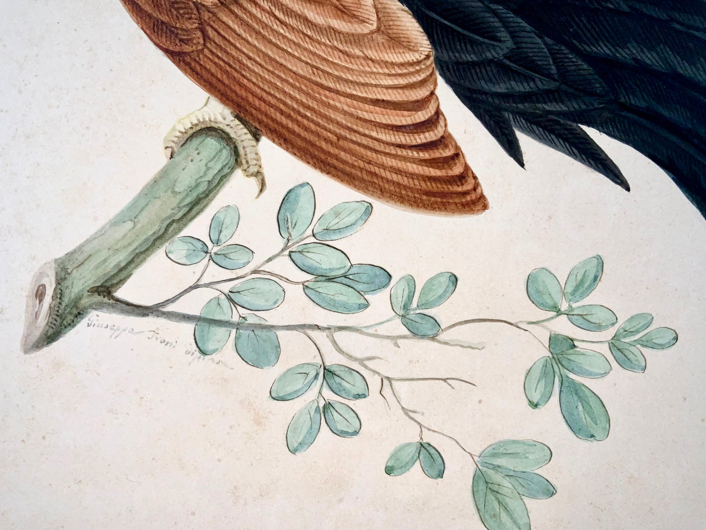 1790 ca Giuseppe Troni (1739-1810), Oiseau du Paradis, gouache grand format, oiseau