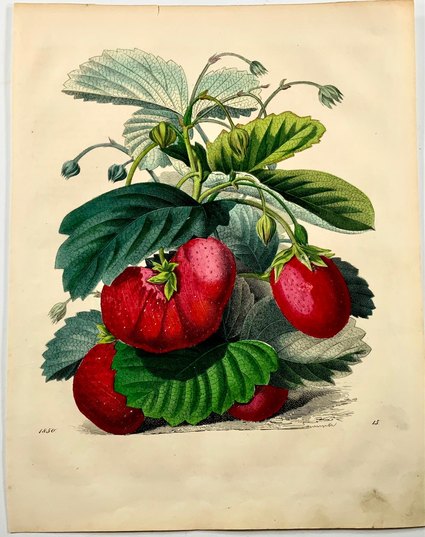 1851 Fraises, lithographie in-4 coloriée à la main, fruit 