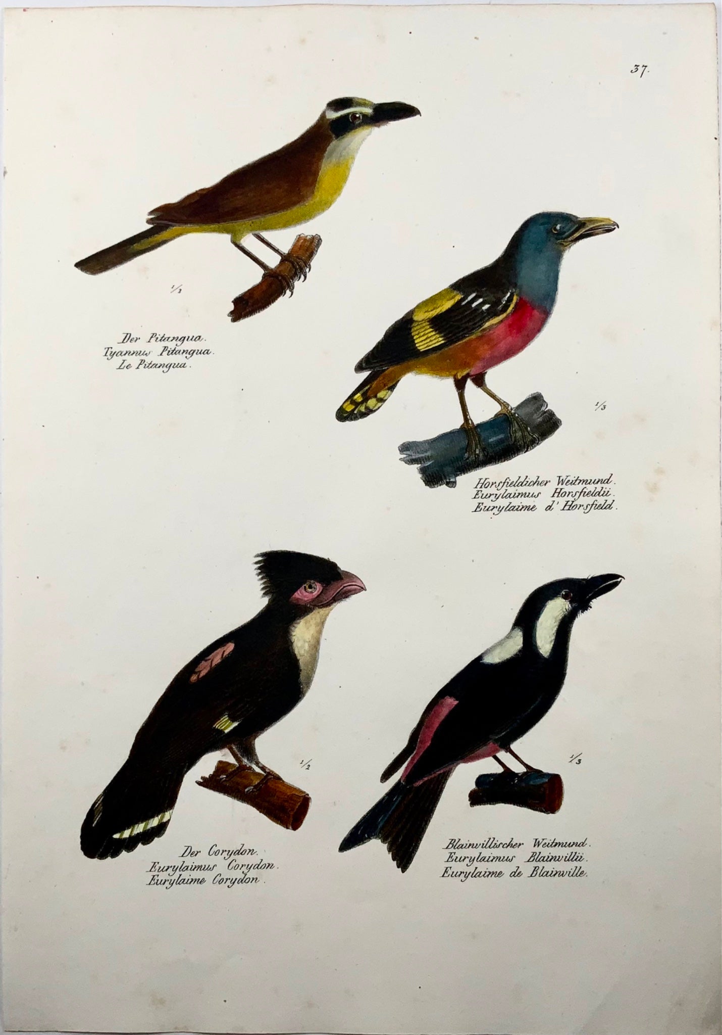 1830 Broadbills, Ornithology Brodtmann hand coloured folio lithograph